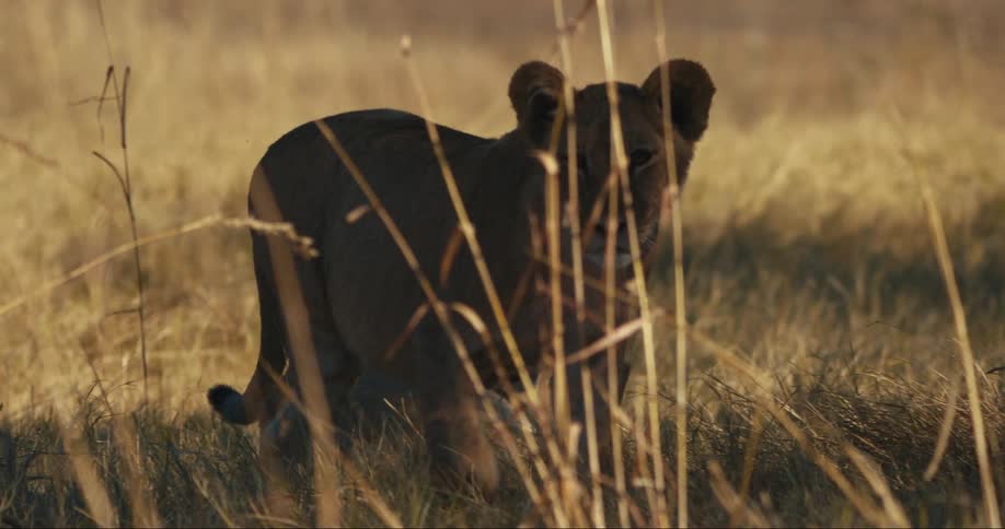 A lioness stalks through the tall grass