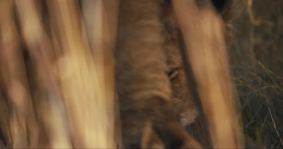 The face of a lion that is lying on the ground eating something and the other lion passes in front of him