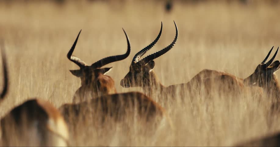 Group of antelopes among reeds in the jungle
