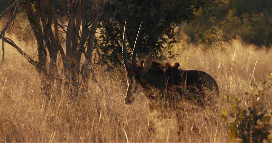 An antelope with large horns walking on the beige grass of a savannah