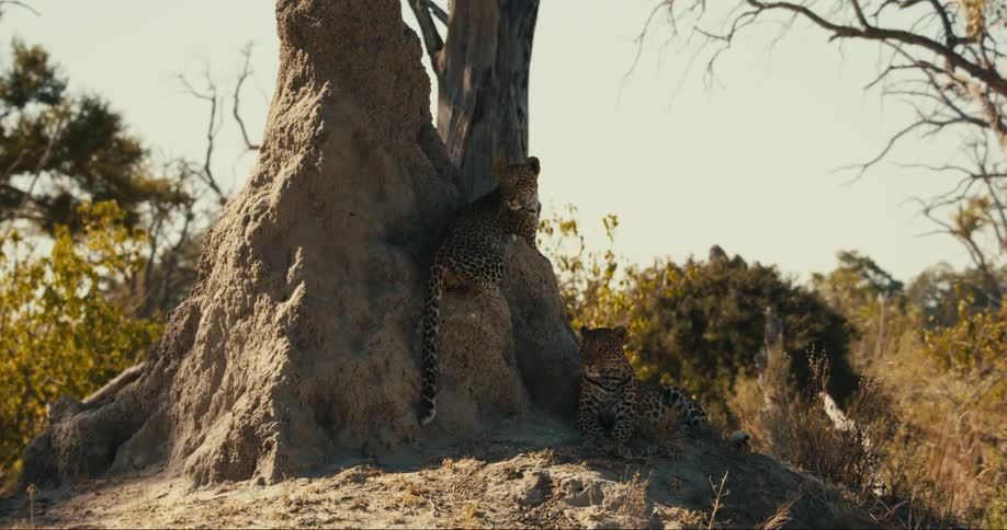 Two leopards are lying down resting in the shade of a rock in the savannah