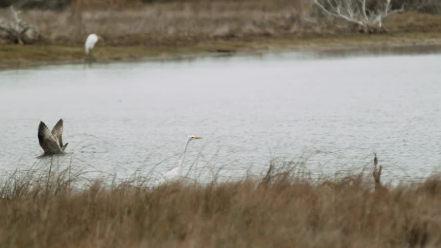 A bird in a pond flapping its wings an diving into the water