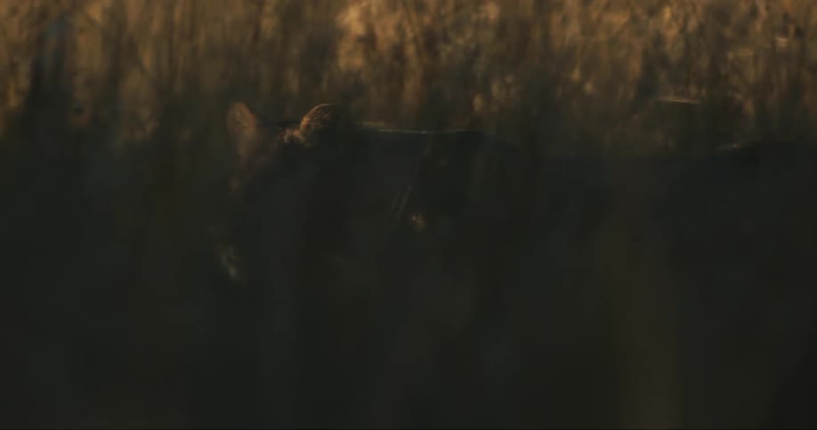 A lion walks through a field with very tall grass
