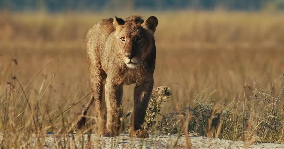 Little lion walking in the savanna