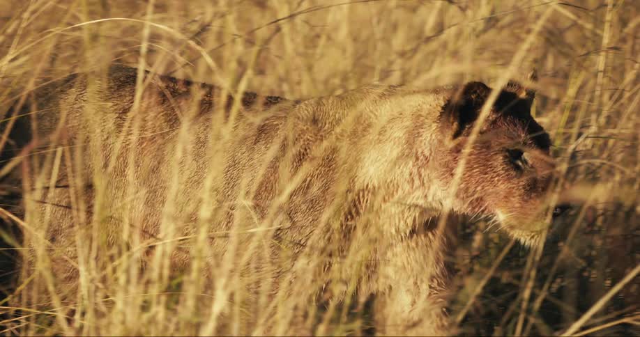 A lion walks through a field with tall brown grass