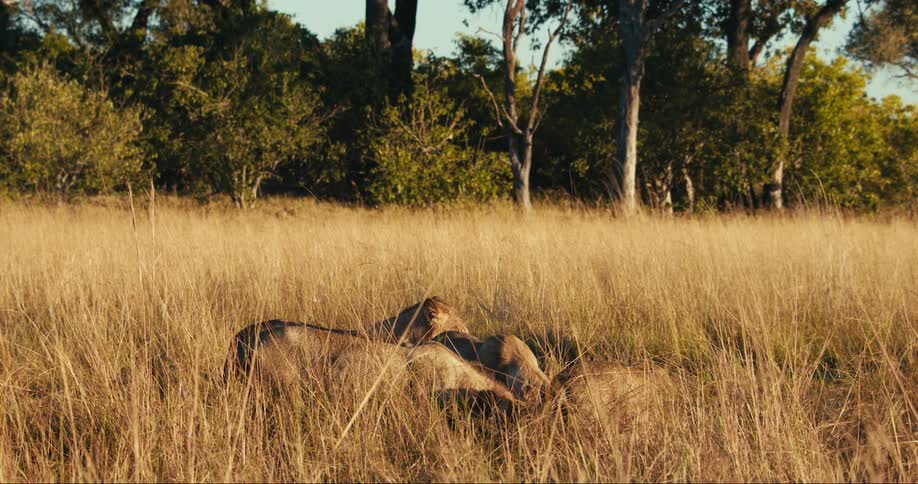 A group of lions rest in the grass