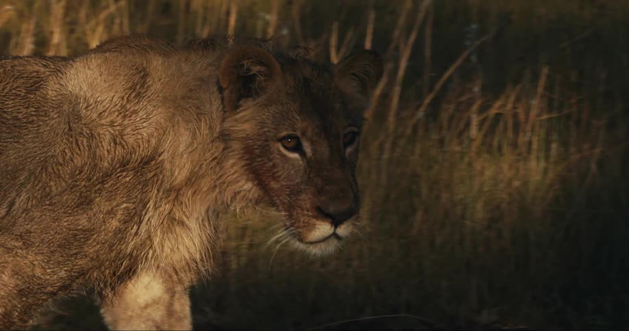 Young lion walks through a grassy area with sunlight shining through