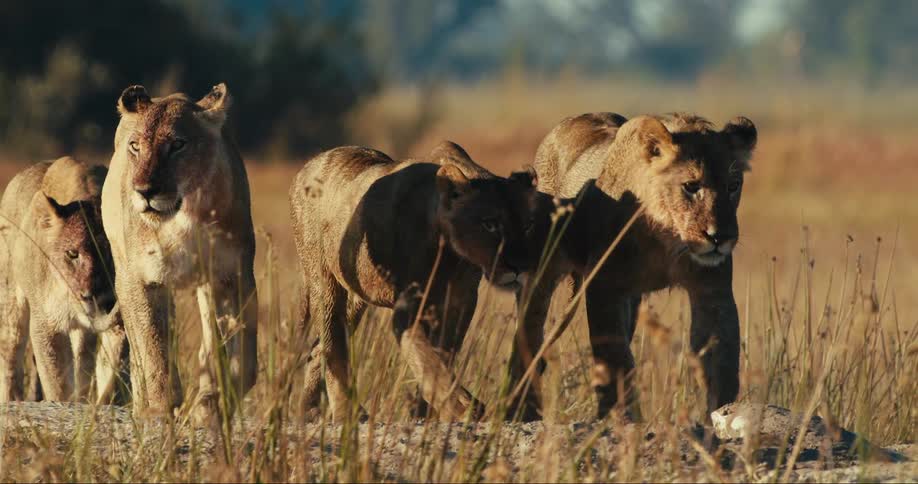 Lions walk across a grassy field with trees in the background