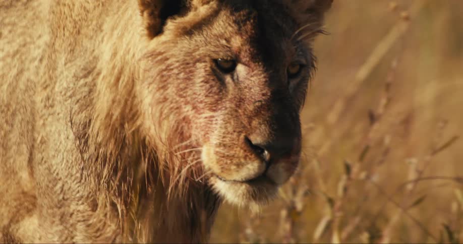 A young lion walking on a beige grass and he has some wet fur