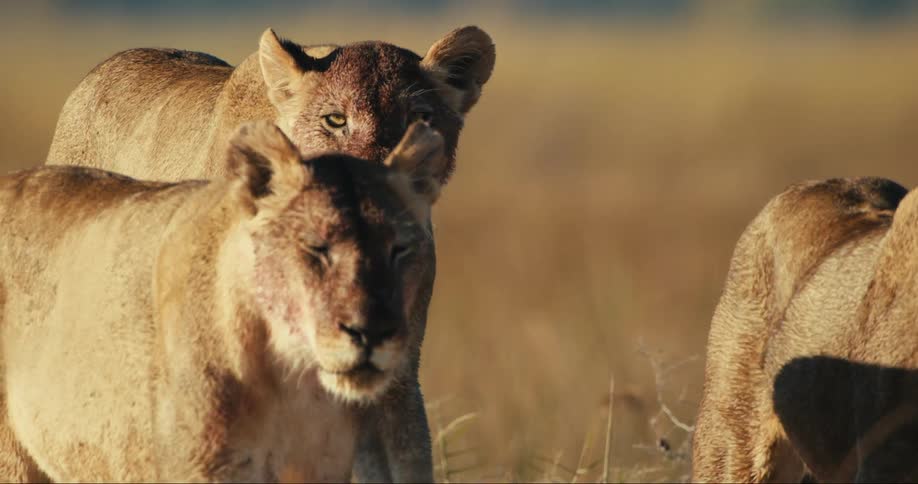A pride of lionesses walk together