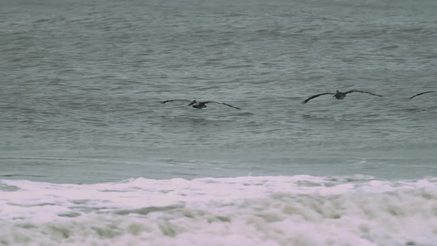 Several birds flying  just above the water's surface as waves come ashore