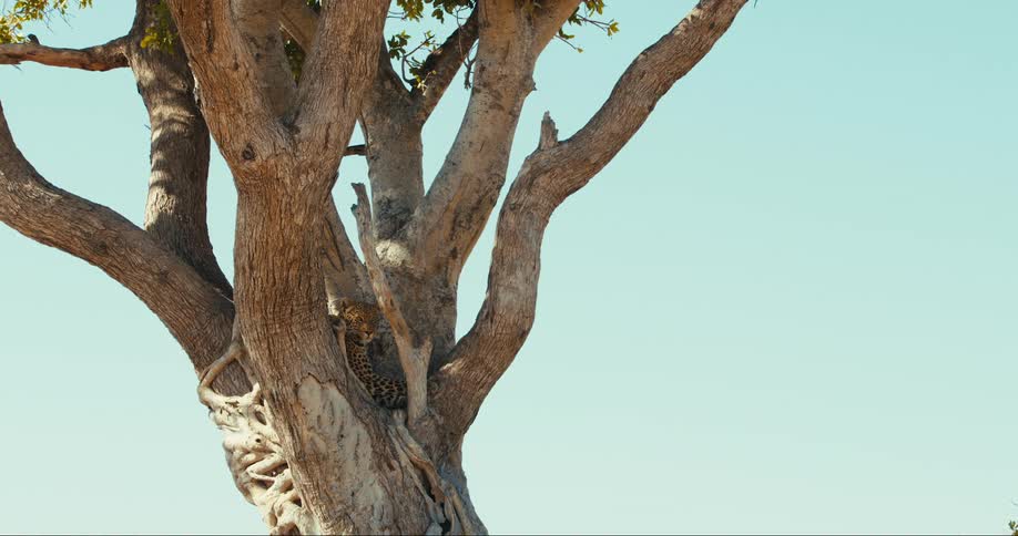 Leopard rests in a large tree with a complex network of branches against a clear blue sky