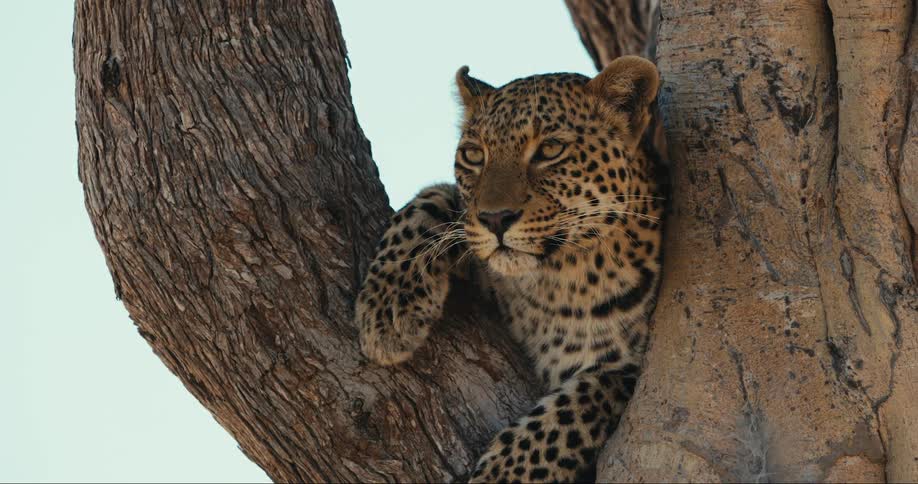 Leopard rests camouflaged among the branches of a tree