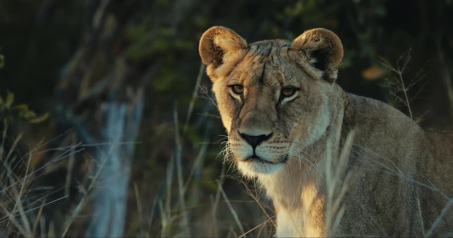 A lion sits in a field with tall grass and looks forward