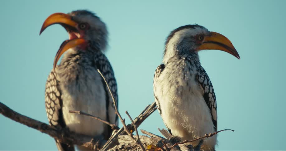 Two Southern Yellow-billed Hornbill of the same species on a log with one of them flying