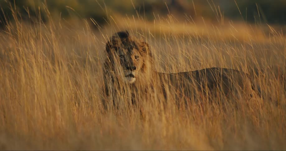 A lion stands in a field of long brown grass as the wind gently blows