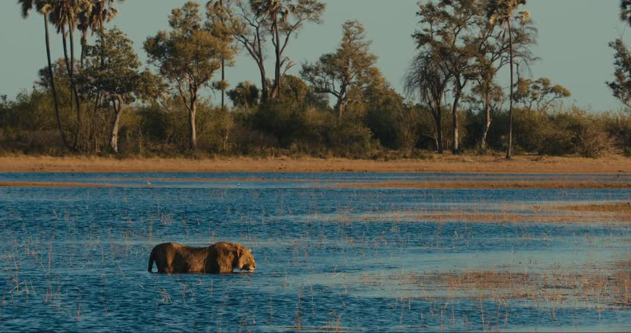 A wild cat stands in some water