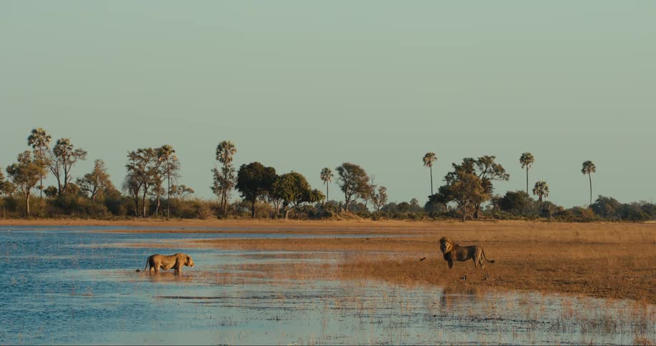 Two lions in a serene landscape with one standing in the water and the other walking on the shore