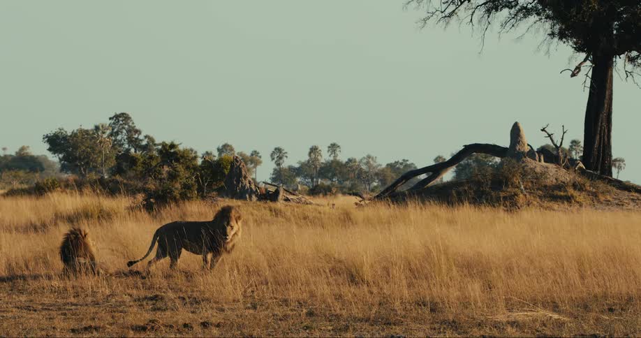 Two lions lay next to each other in a field with tall brown grass