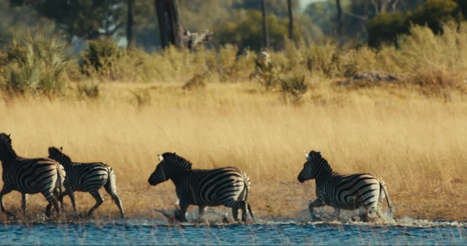 A group of zebras coming out of a river and walking in a savannah area with beige grass