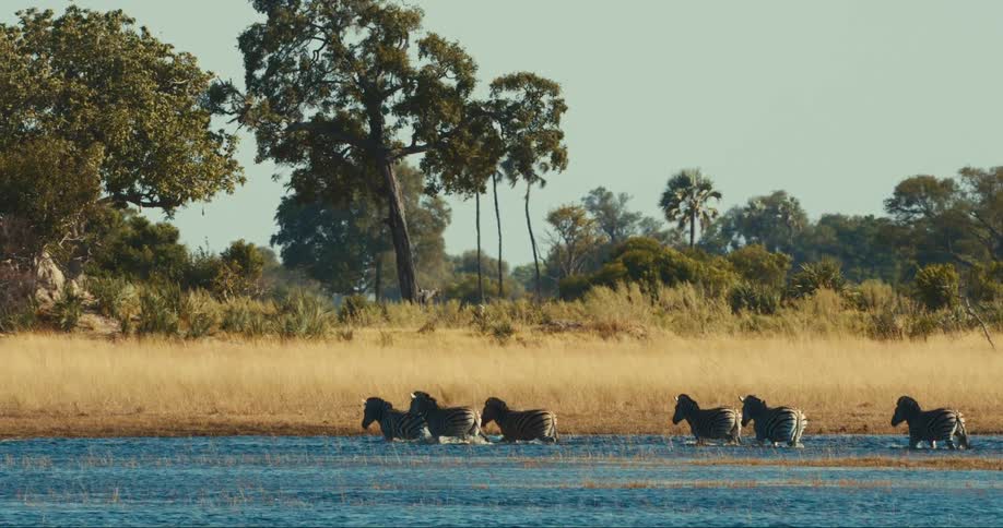 Group of zebras crossing a river in the jungle