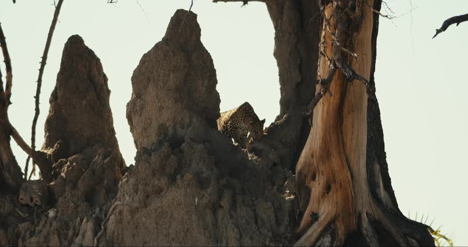 A leopard stands on a gigantic rock and leaps up into a tree