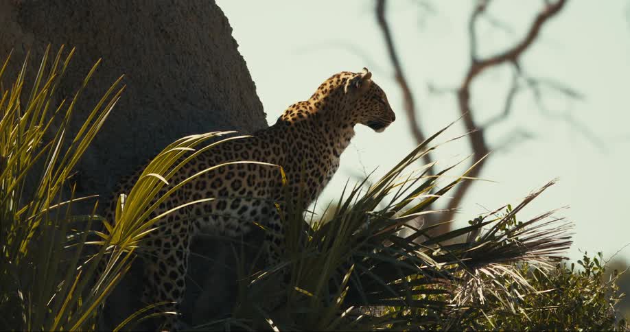 Leopard sitting amidst green leaves watching