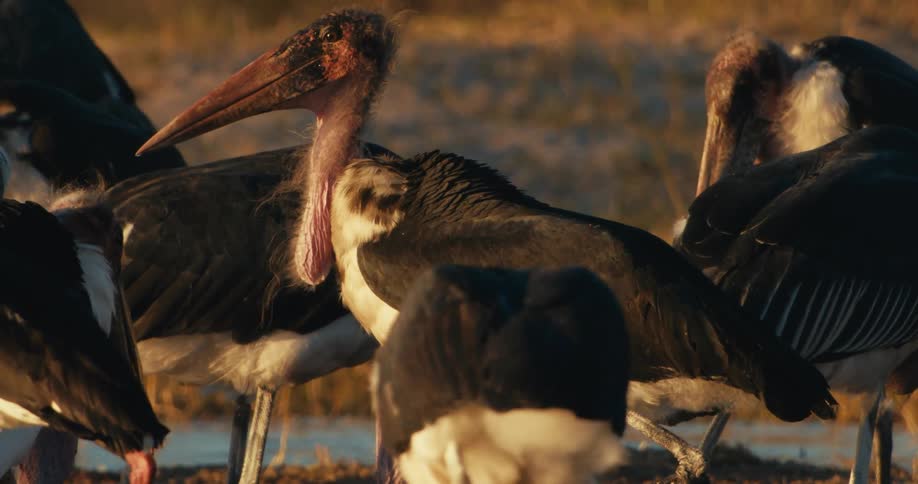 A small group of storks is gathered in a small stream grazing and drinking on grassland