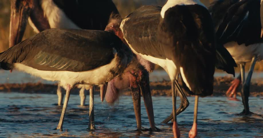 Group of large herons gathered in the water of a river