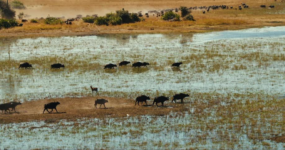 Group of buffalo animals migrating across a grassy landscape with water areas
