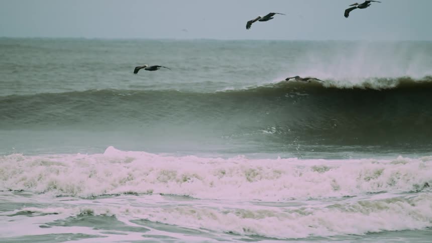 Birds flying over the ocean