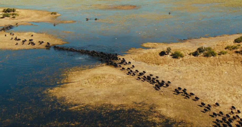 Aerial view of a large herd of buffalo crossing a river in the jungle