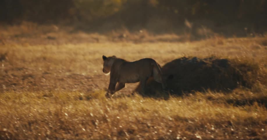 Young lion running and meeting another little lion