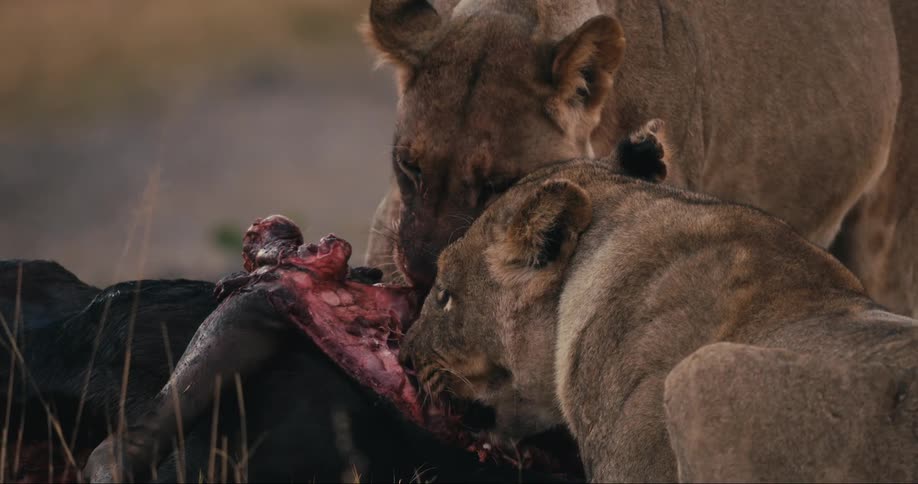 Two lions eating the carcass of an animal in the jungle