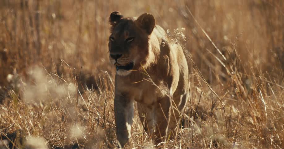 Young lion walks through the jungle during the day