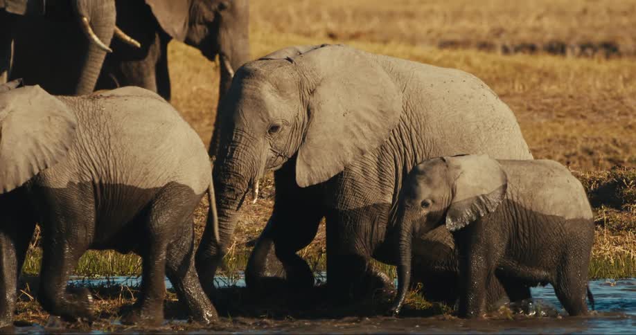 Elephants of different sizes coming out of the lake in the jungle