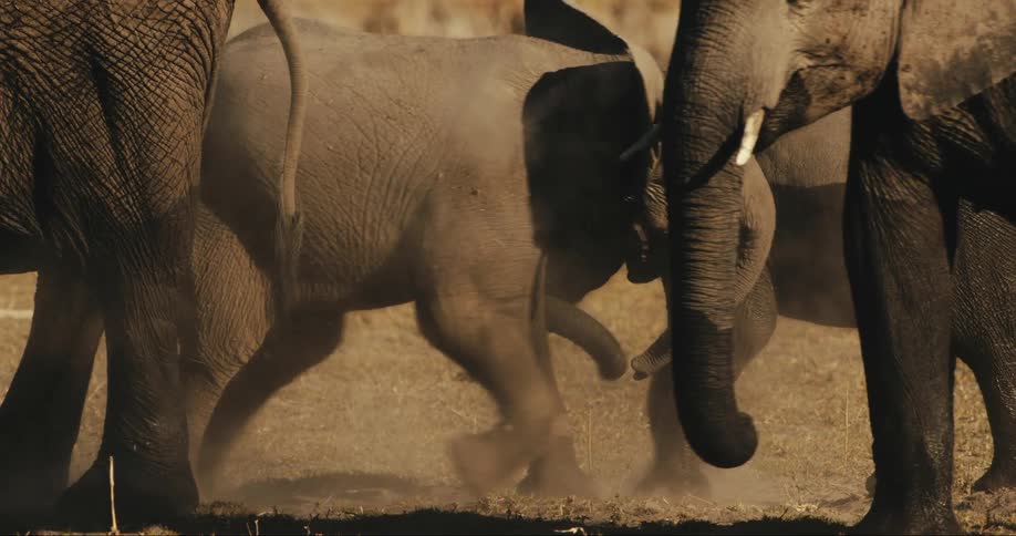A little elephant playing with another elephant they are in group and they are all partially wet