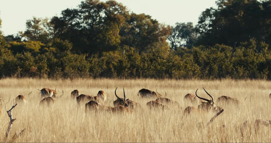 Group of antelopes with long curved horns grazing in a field of tall dry grass