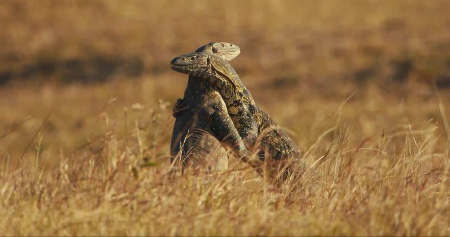 Two monitor lizards standing in tall dry grass fighting