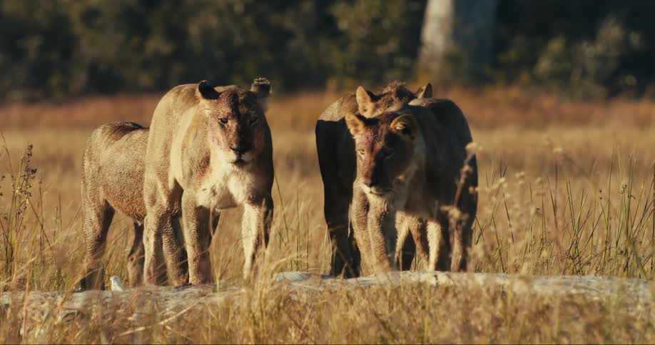 A pride of four young lions walking in the beige grass of a savannah