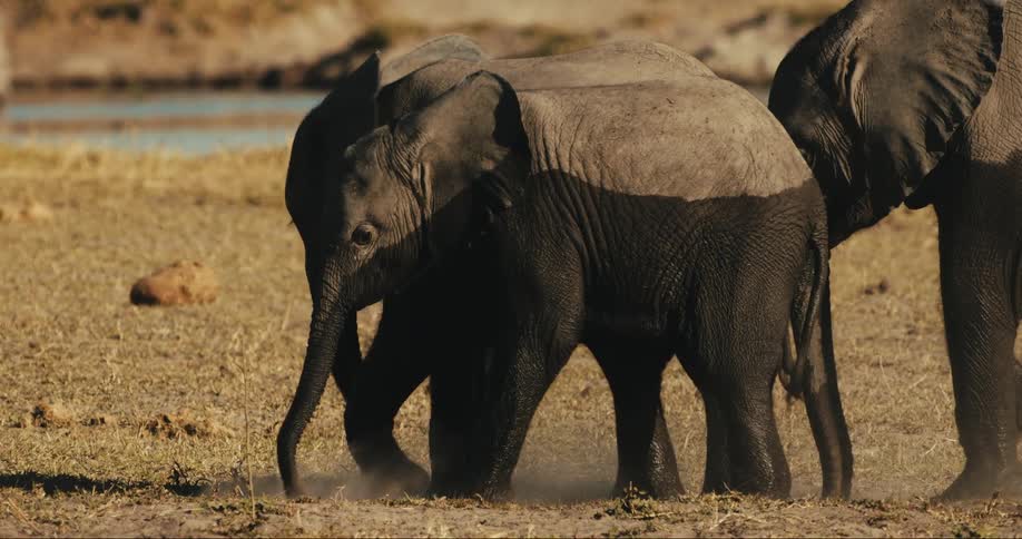 Young elephants throwing dirt up in the air playfully