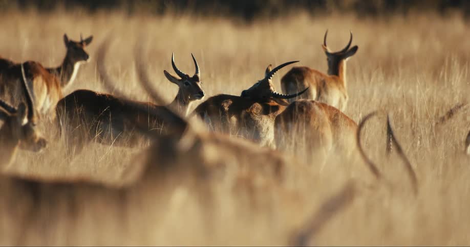Group of antelopes with long curved horns are standing in tall dry grass