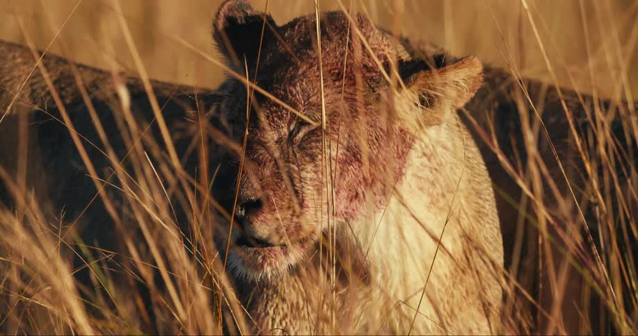 A lion sits in a field of tall brown grass and slowly turns its head forward