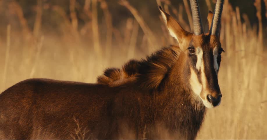 An antelope walks through the tall grass