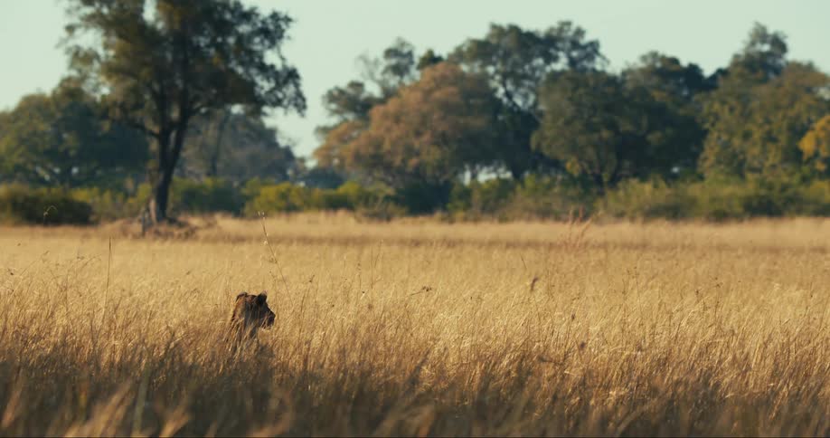 The head of a lion standing in the beige undergrowth of a savannah