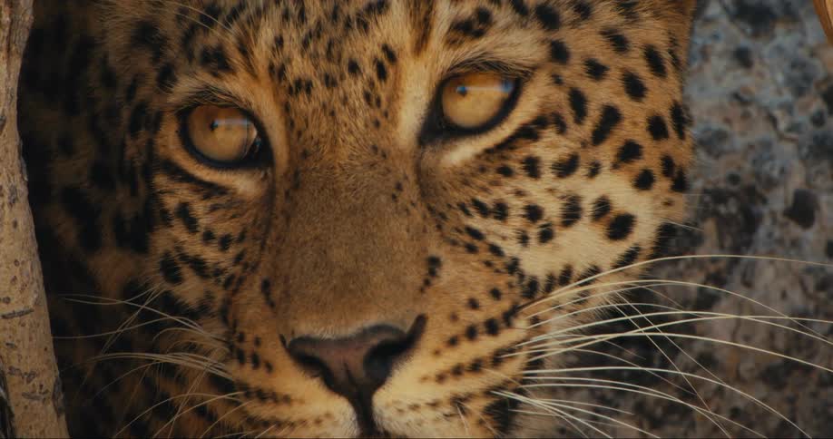 A leopard is looking to its side