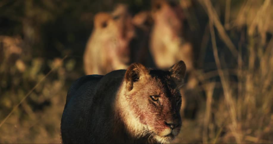 Three lions walk across a grassy field with trees in the background