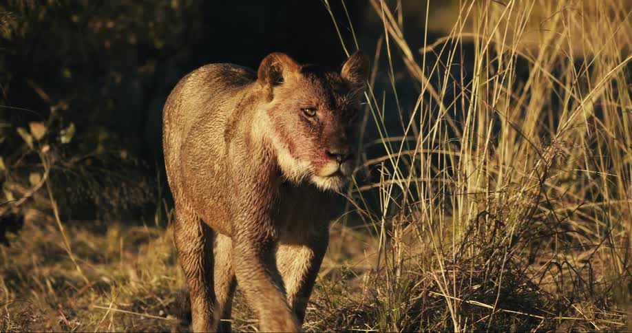 Lion walks through tall grass in the sunlight