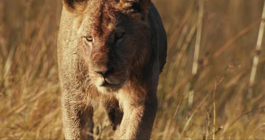 Sunlight shines upon a lion walking through a field of dry grass