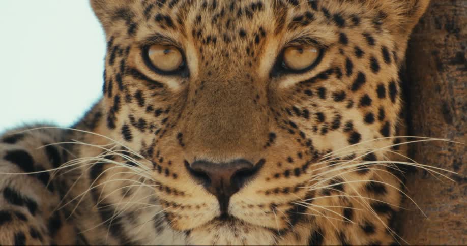 A leopard is leaning against the tree